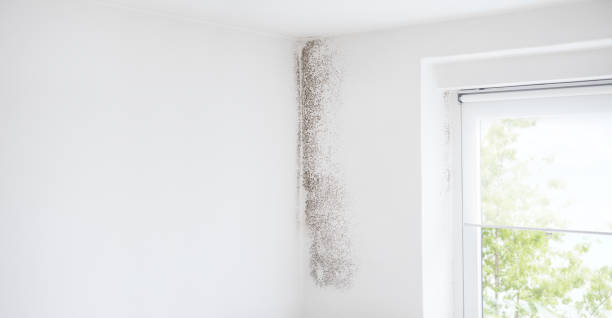 Best Attic Mold Removal  in Crestline, OH