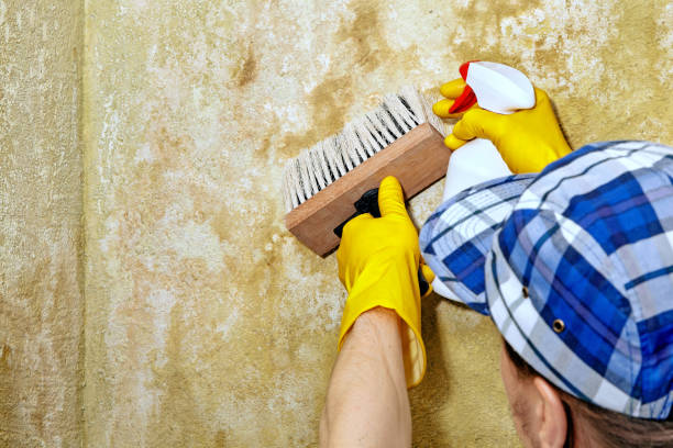 Best Mold Odor Removal Services  in Crestline, OH