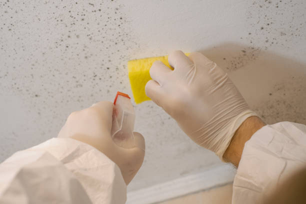 Best Emergency Mold Remediation  in Crestline, OH