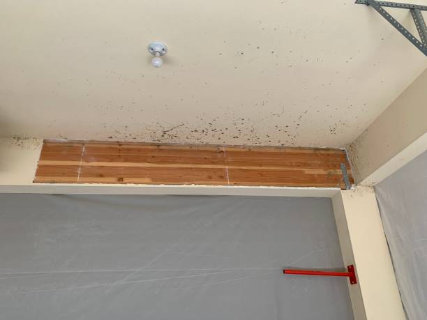 Best Asbestos and Lead Testing During Mold Inspection  in Crestline, OH