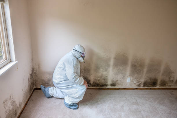 Best Mold Removal for HVAC Installations  in Crestline, OH